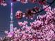 スカイツリーと河津桜の息をのむハーモニー　夜空をピンクに照らす瞬間を切り取った写真がすてき