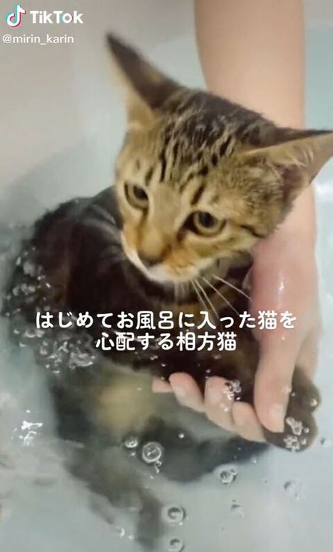 お風呂中の猫