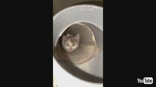 排水管の中にいる子猫