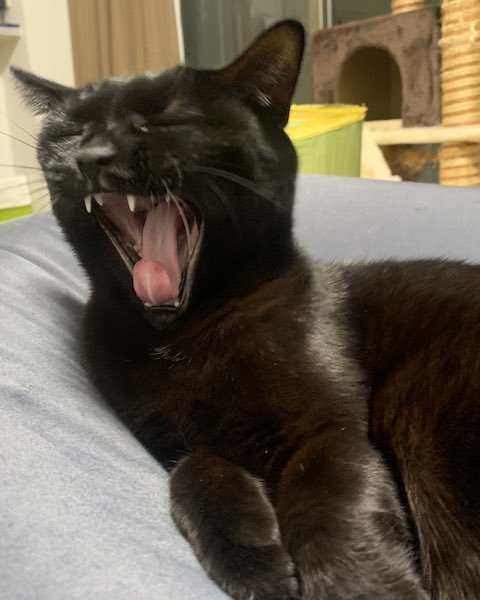 黒猫のあくび