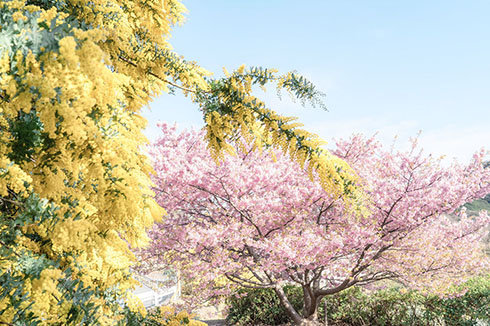 桜とミモザのコラボ写真（1）