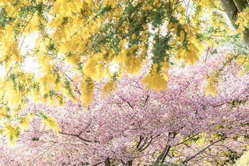 桜とミモザのコラボ写真（3）