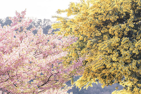 桜とミモザのコラボ写真（4）