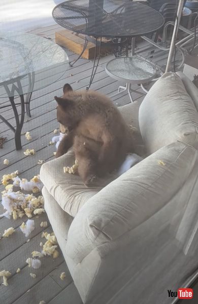 子熊と壊れたソファ