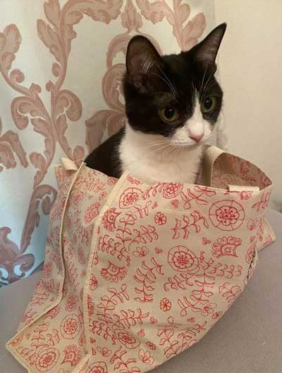 袋に入る猫