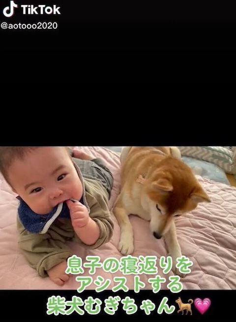 赤ちゃんと柴犬