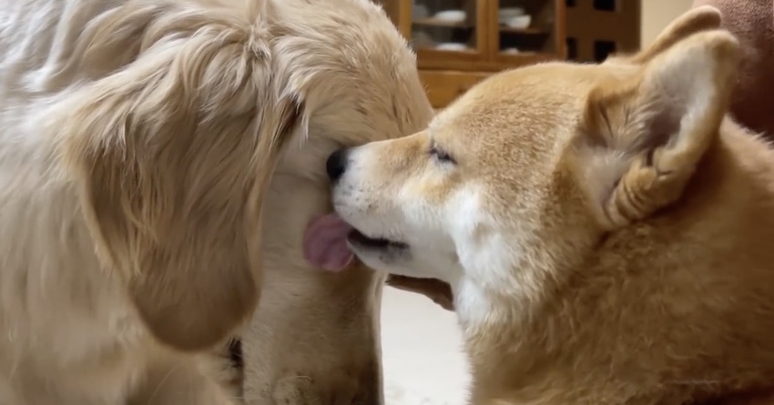 柴犬が大型犬の顔をペロペロとなめると 大きい赤ちゃんを寝かしつける兄犬の姿に 一日の疲れがふっ飛んだ ねとらぼ
