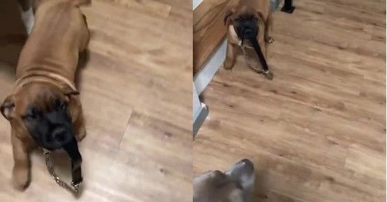 犬 早くお散歩いこうよ リードを自らくわえて飼い主をお散歩に誘う子犬がかわいい 米 1 2 ページ ねとらぼ