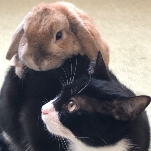 猫の背に乗るウサギ