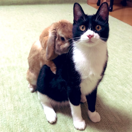 猫の背に乗るウサギ