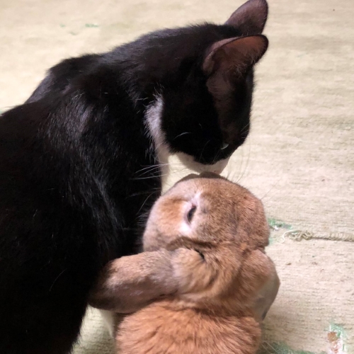 ちゅーする猫とウサギ