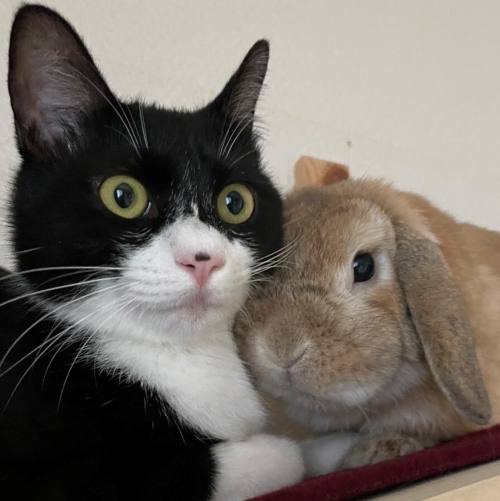 顔を寄せ合う猫とウサギ