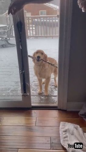 「Golden Retriever Puppy Struggles to Get Inside with New Stick || ViralHog」