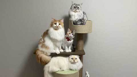 キャットタワーに猫が全員集合
