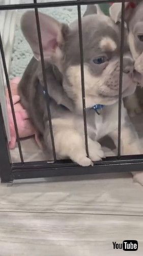 uPuppy Sleeps Leaning on Playpen || ViralHogv