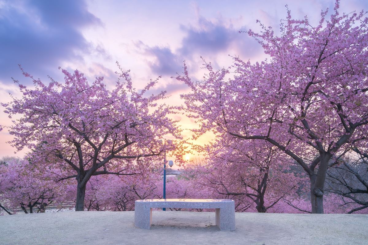 桜と春の空の競演がため息の出る美しさ 夢のような写真の数々に 泣きそうなくらい綺麗 優しい春色 と 4000いいね 1 2 ページ ねとらぼ