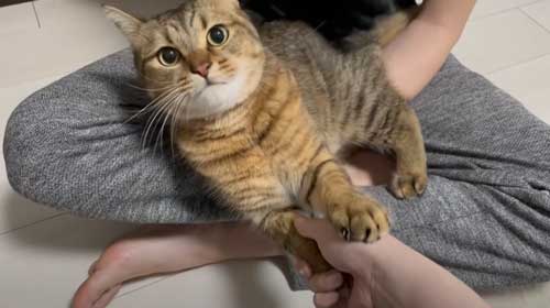 手を握る猫ちゃん