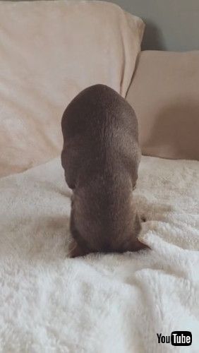 uAdorable Upside-Down Dog || ViralHogv