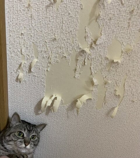 はがれた壁と猫ちゃん