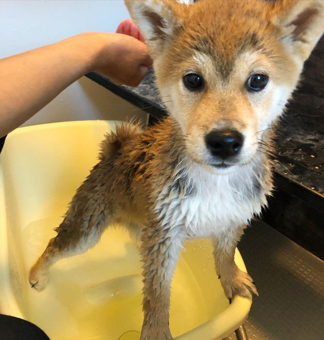 おうちでシャンプー初体験の子柴犬、ちょっと怖かったけど…… おとなしい様子に「お利口さん」「最後まで頑張りました」 - ねとらぼ