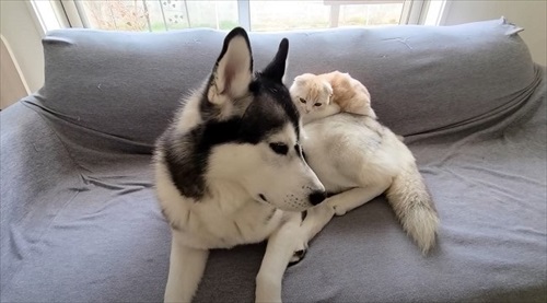 ハスキーと子猫