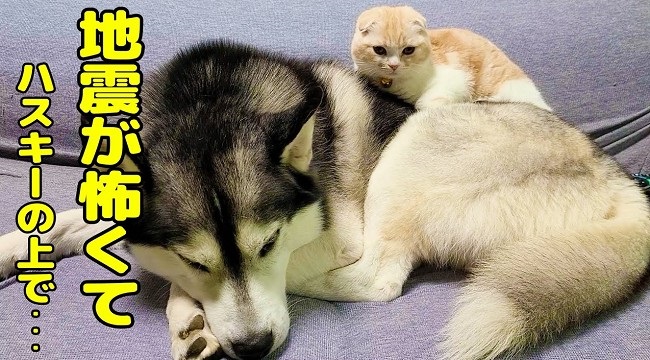 初めて地震を経験した子猫 先輩ワンコの上から離れなくなり 優しい犬たちと子猫のやりとりにほっこり ねとらぼ 初めて地震を経験した子猫 先輩ワンコの上から離れなくなり 優しい犬たちと子猫のやりとりにほっこり ねとらぼ