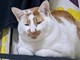 不動産会社に提出する愛猫の写真、迷った飼い主は……　Twitterで投票募るも「どれも良すぎる」「全部提出しちゃえ」の声