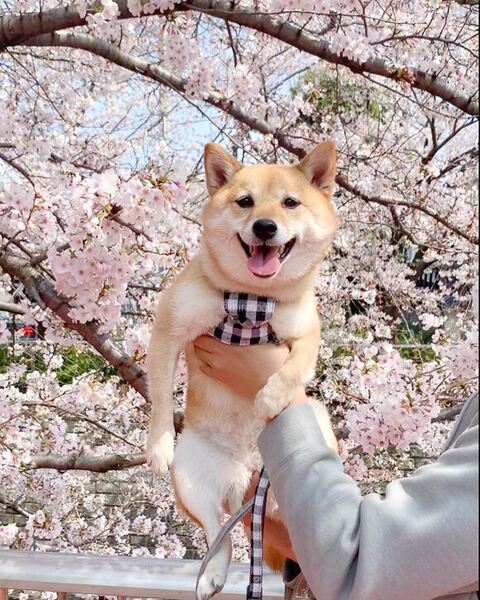 桜とはなちゃん