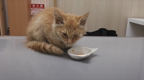 瀕病院でゴハンを食べる子猫
