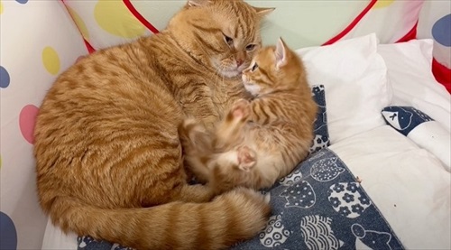 父猫を触る子猫