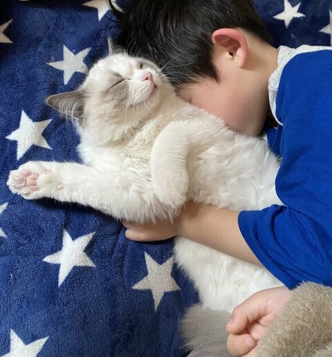 抱き枕猫