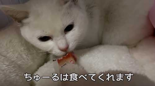 ちゅ〜るだけ食べる白猫