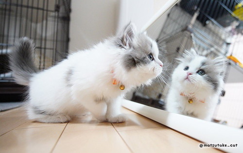鏡を見上げる子猫
