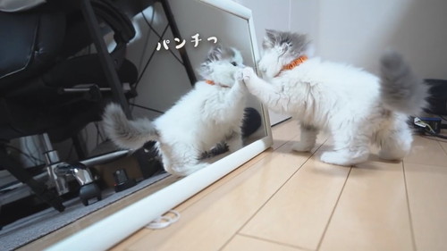 鏡を猫パンチする子猫