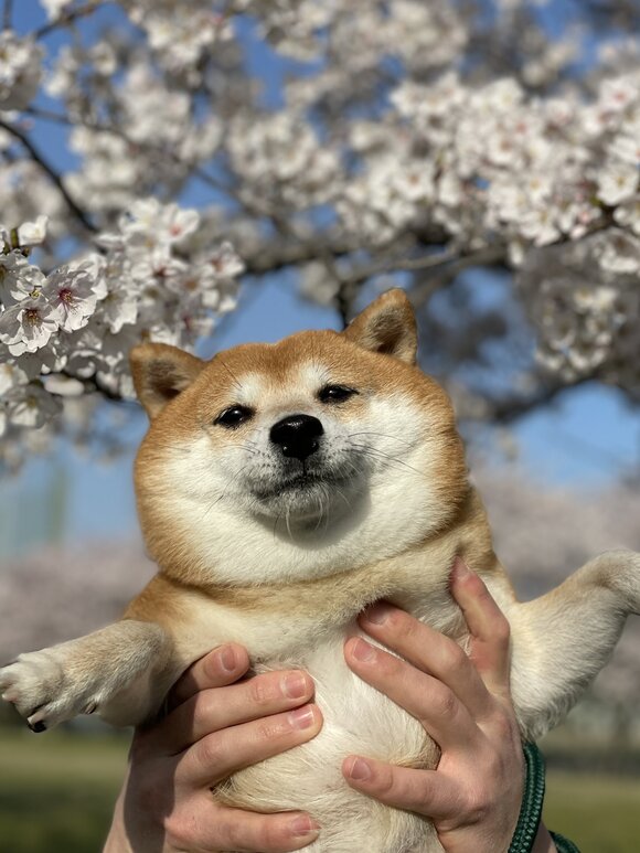 桜×柴犬2021→2022年 もちもちの笑顔と美しい風景のコラボに「かわい
