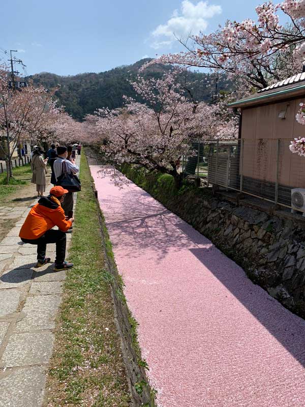京都 哲学の道 で見事な花筏 桜の花びらが水面に浮かんでできた 桜の花道 に驚きと感動の声 1 2 ページ ねとらぼ
