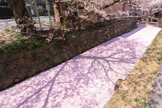 京都 哲学の道 花筏 桜 花道