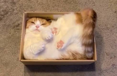 箱にみちみちな猫アップ