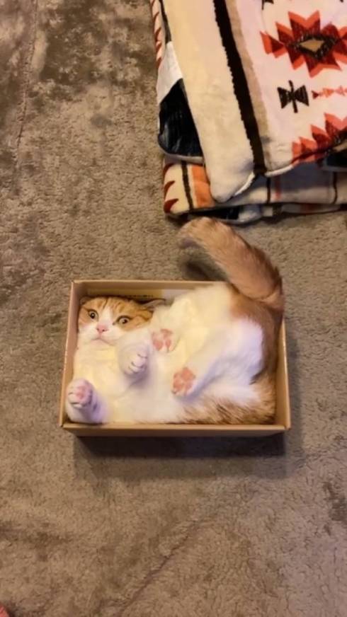 箱にみちみちな猫