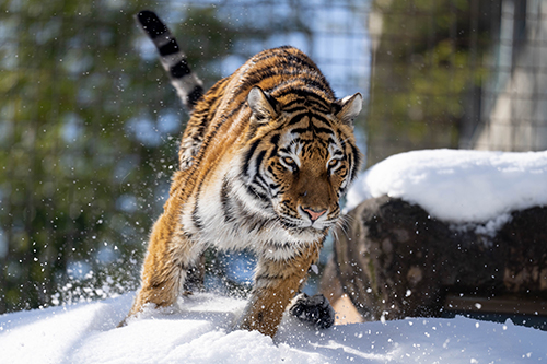 雪の中のトラ