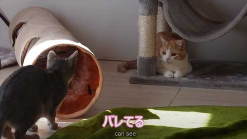 追いかけっこする猫姉妹 隠れているつもりだけど バレバレなほふく前進がかわいくて笑ってしまう ねとらぼ