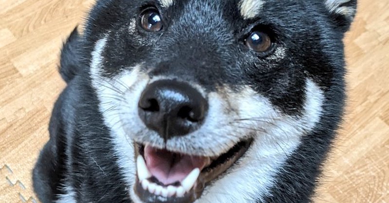 飼い主の 仕事が終わったことに気づいた犬 満面の笑顔から伝わる期待に 遊んで と言ってますな の声 1 2 ページ ねとらぼ