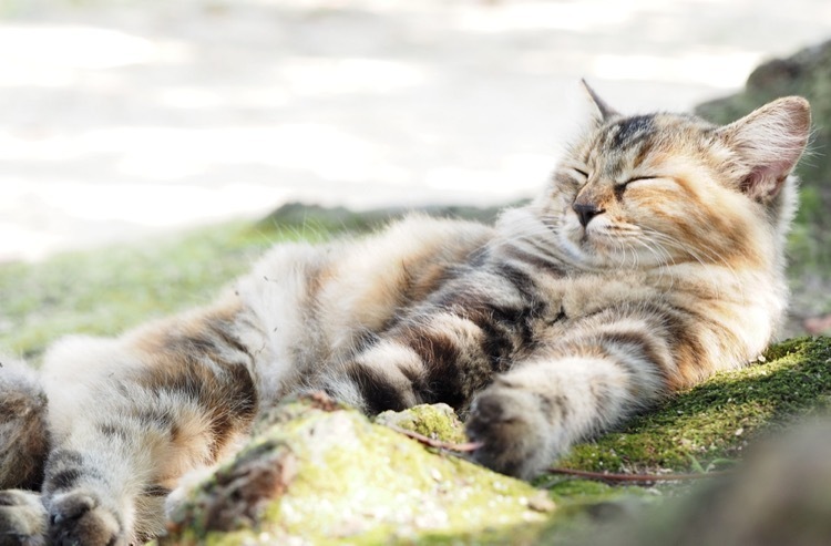 ベストショット 面白いポーズの猫ちゃんたち 名前の由来編 22年4月号 ペット手帳 ねとらぼ