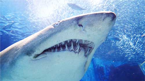 サメボム 入浴剤 血の海 サメ 歯 クラウドファンディング マリンワールド海の中道