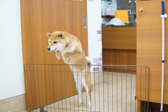 柵を越える柴犬の 脱走の瞬間 を激写 飼い主 すごい跳躍力w 愛犬の華麗なジャンプに思わず笑ってしまう ねとらぼ