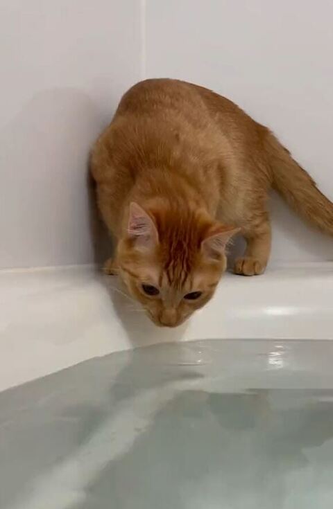 猫お風呂