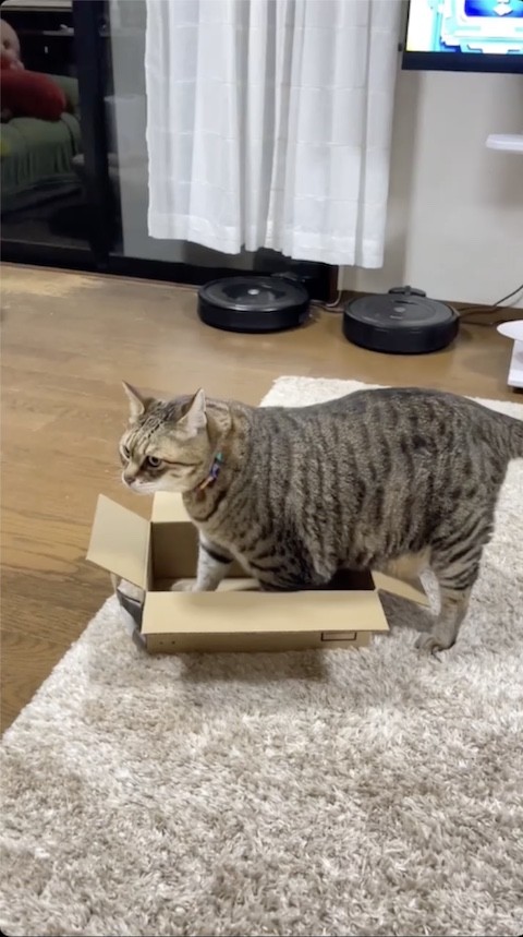 小さな箱に入ろうとする猫