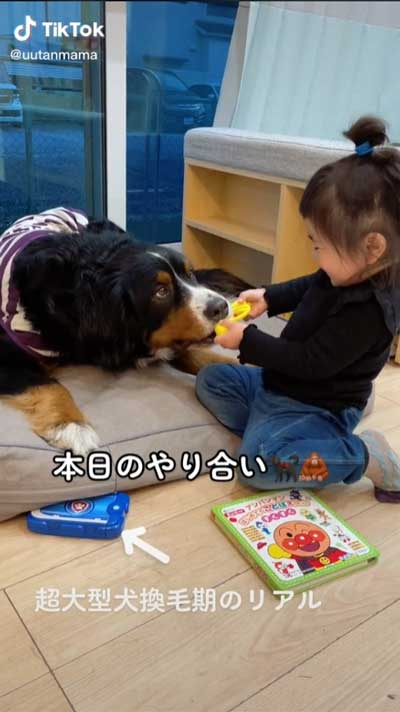 おもちゃをとりあう犬と2歳女の子
