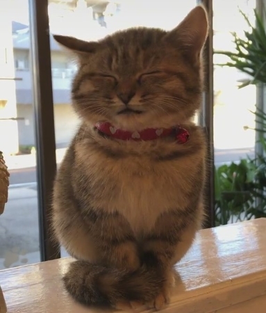 かわいい表情の猫