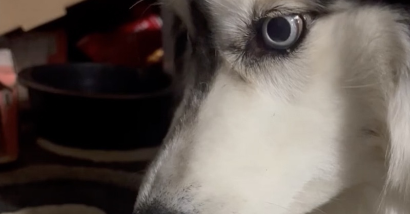 犬 きゅうりは渡さない ムキー 飼い主がなでると 表情がガラッと変わるワンコがかわいい 米 1 2 ページ ねとらぼ